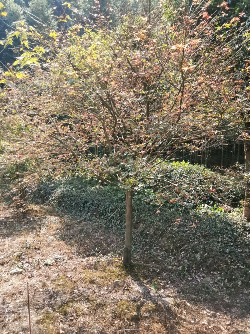 红枫