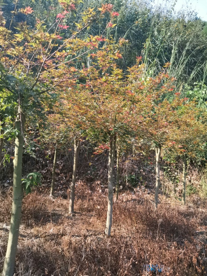 红枫