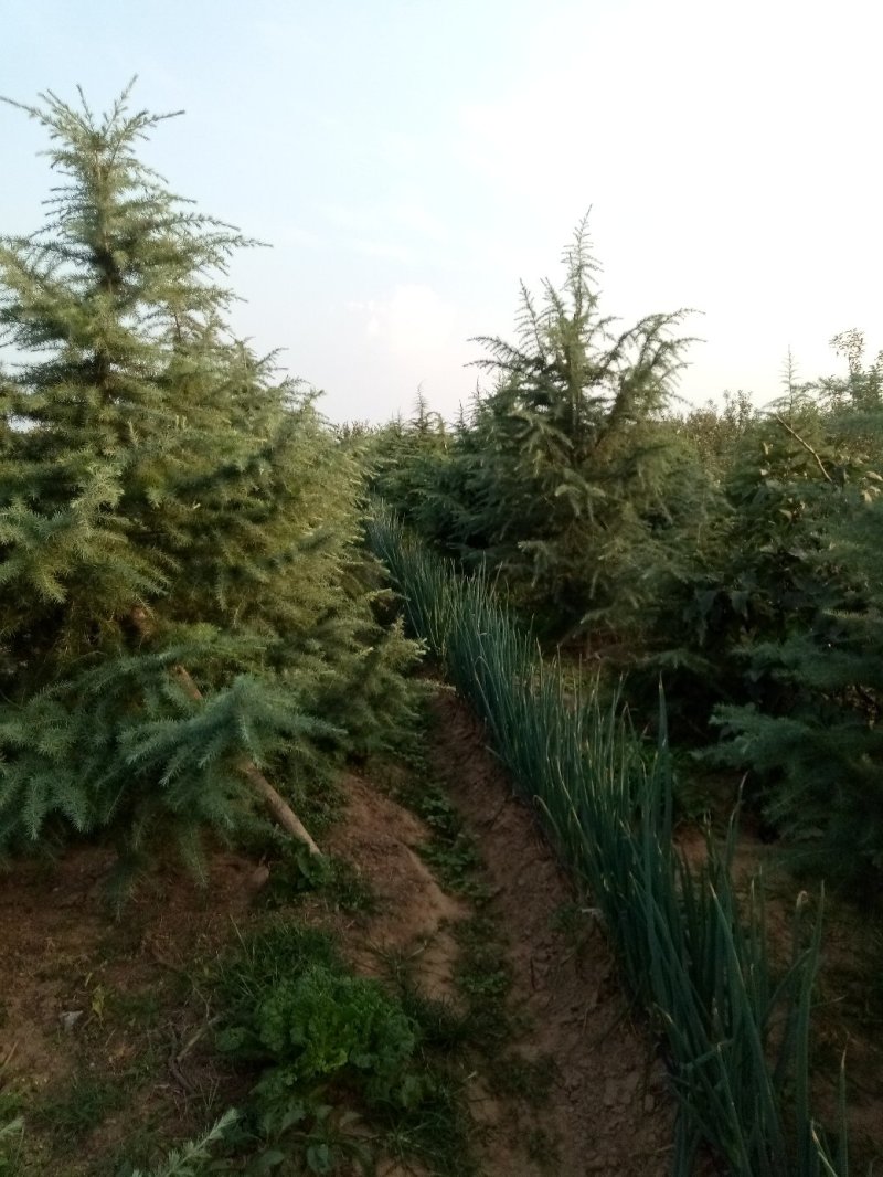 雪松1---4米一级苗