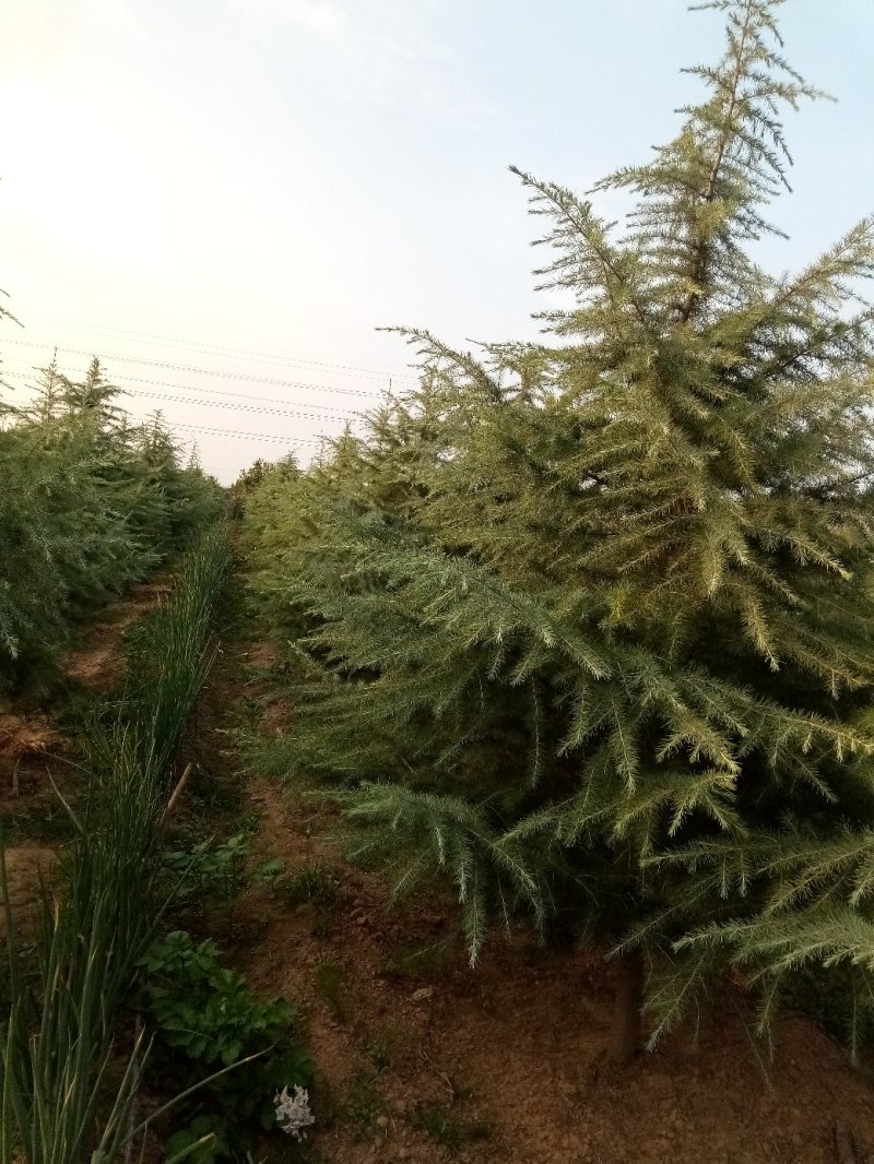 雪松1---4米一级苗