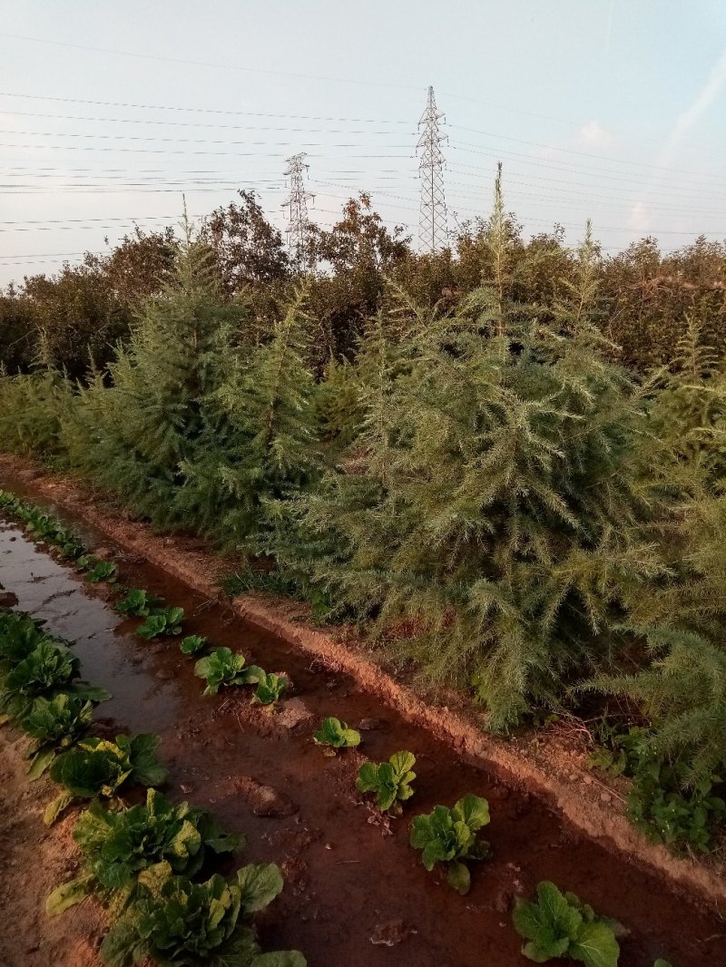 雪松1---4米一级苗