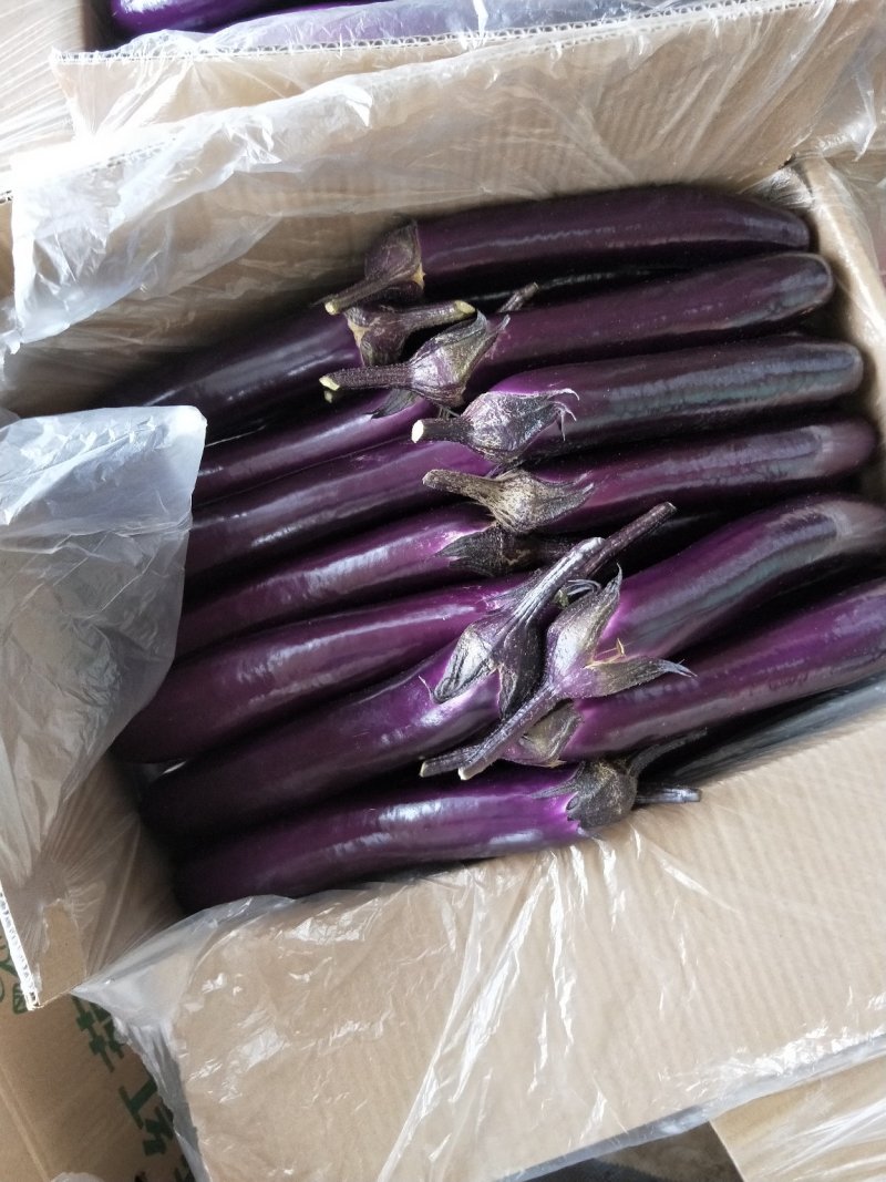 长紫茄大量上市中，质量好，对接批发市场，商超，电商
