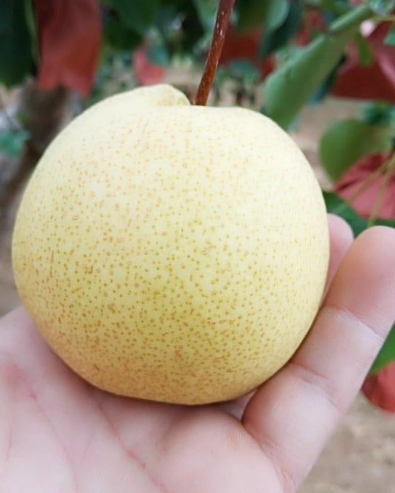 年货礼黄金蜜梨山西隰县蜜梨梨山西蜜梨隰县蜂蜜梨