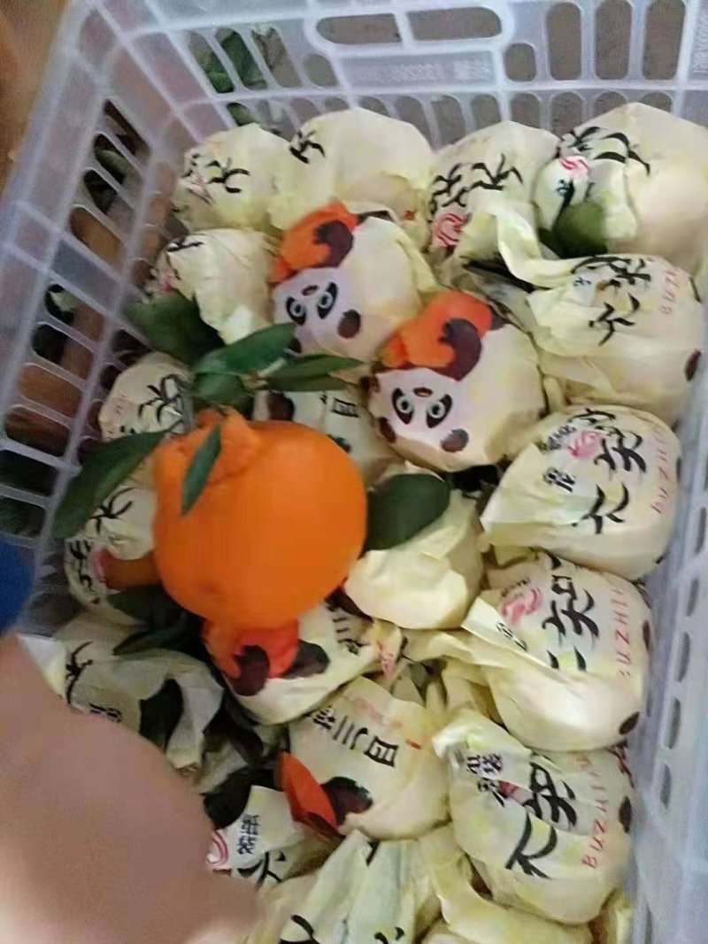 《云南》丑桔耙耙柑产地直发量大从优/对接商超平台整车发货