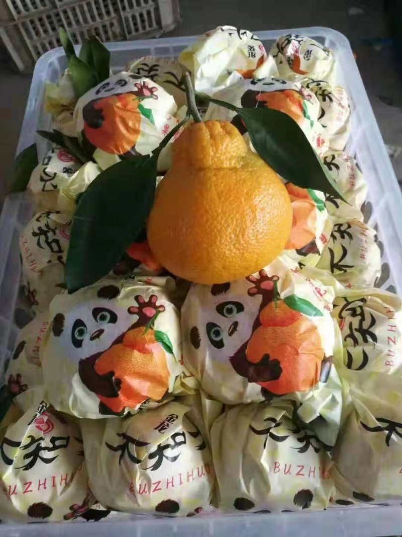 《云南》丑桔耙耙柑产地直发量大从优/对接商超平台整车发货