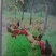 土鸡母