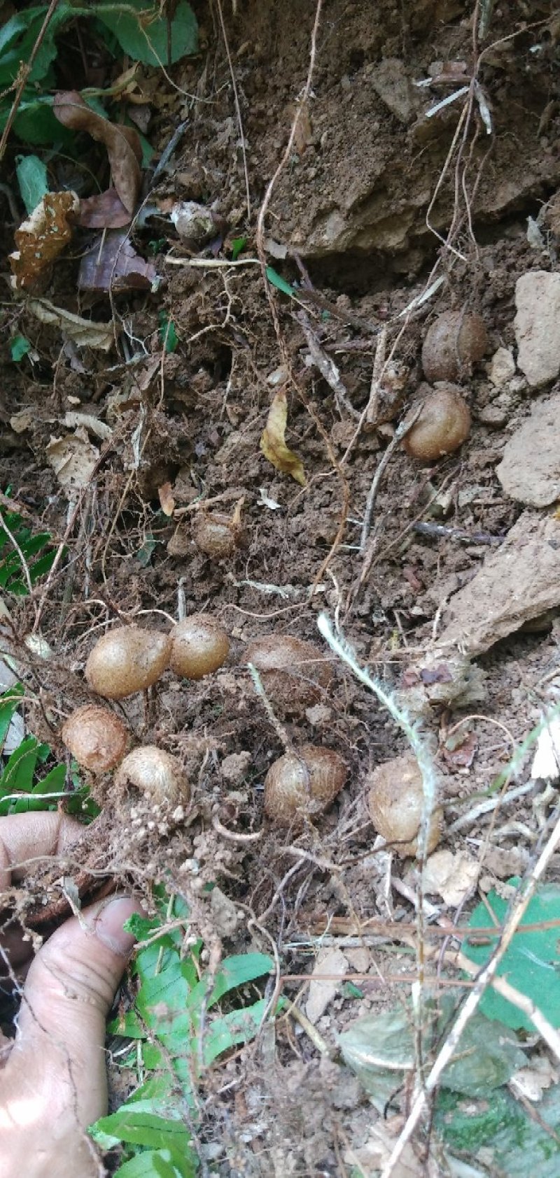 深山野生石黄皮产地直销一手货质量保证放心购买