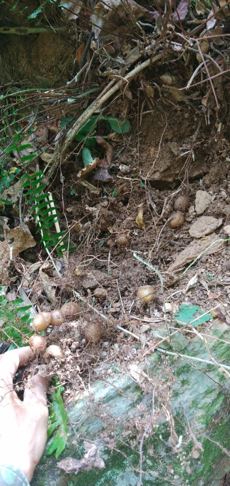 深山野生石黄皮产地直销一手货质量保证放心购买