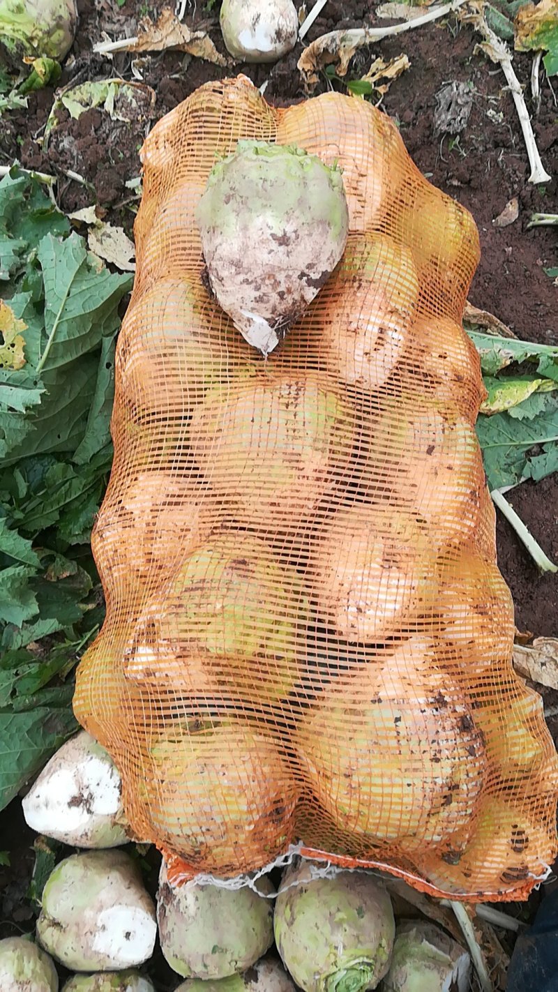 芥菜头疙瘩散装袋装带叶子超市电商市场，腌菜产等大量出货，