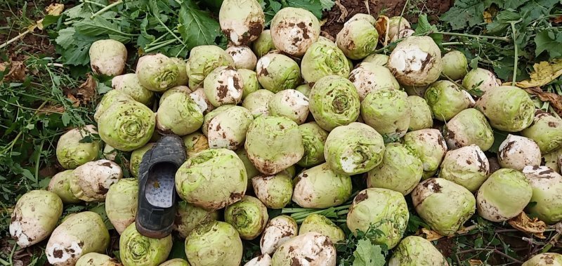 芥菜头疙瘩散装袋装，带叶子，超市电商市场，欢迎你们的实地