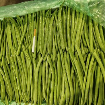 小金豆