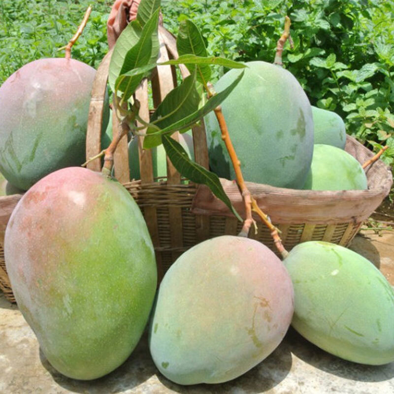 四川攀枝花凯特芒果新鲜大芒果青皮芒果新鲜芒果一件代发