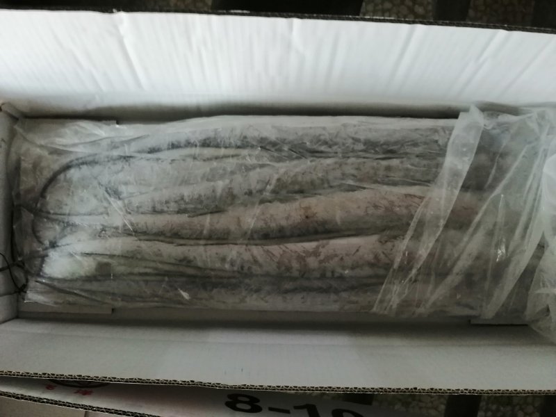 本地东海A带鲜度好一斤以下规格齐全