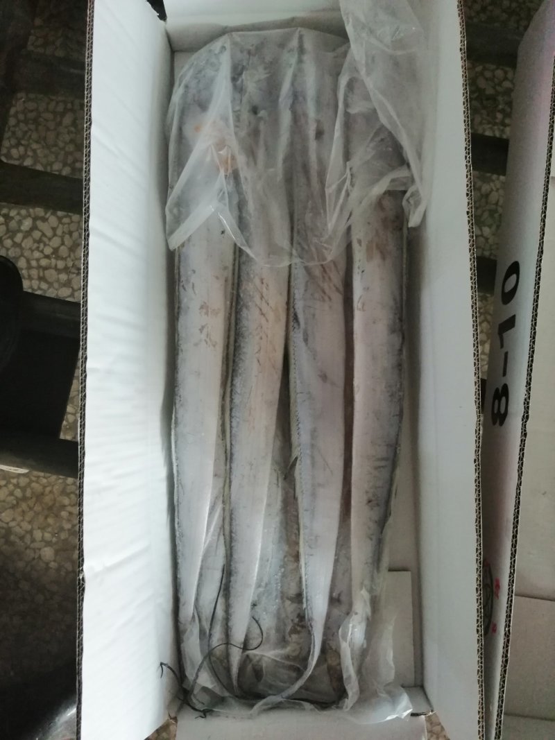 本地东海A带鲜度好一斤以下规格齐全