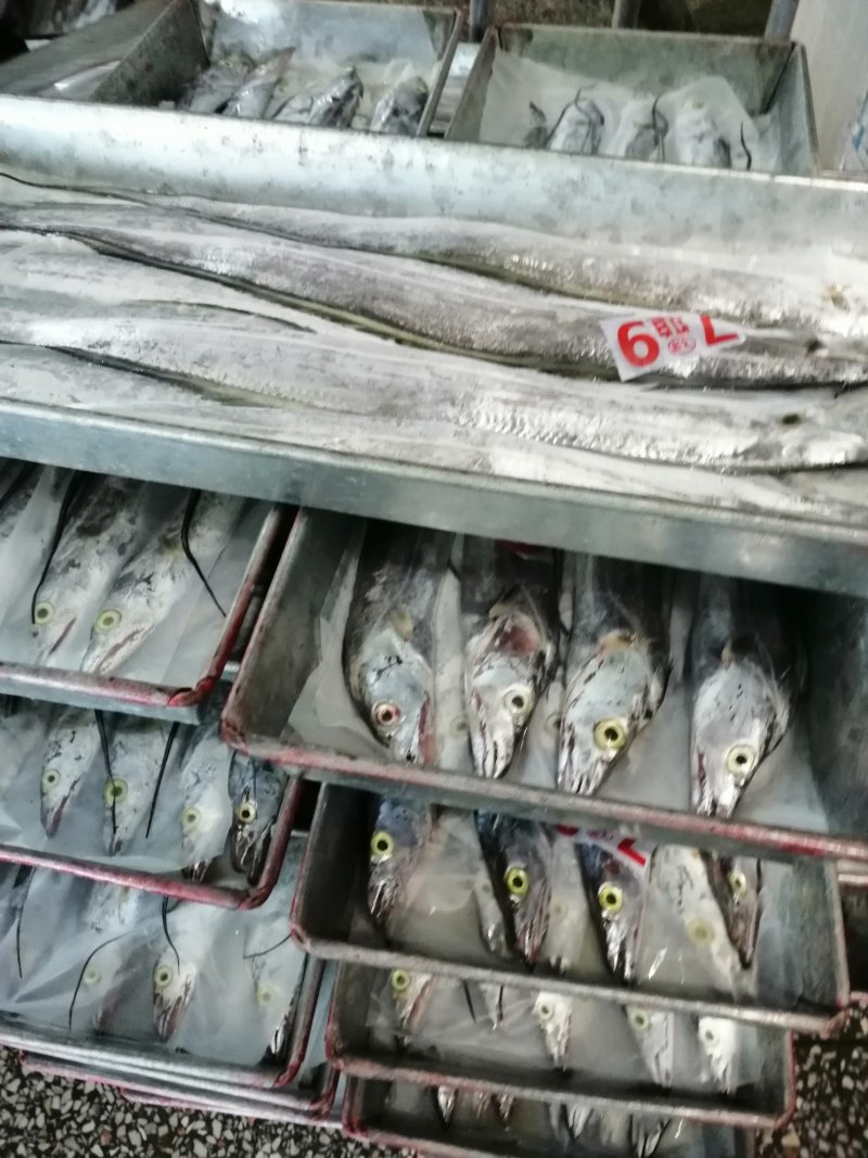 本地东海A带鲜度好一斤以下规格齐全