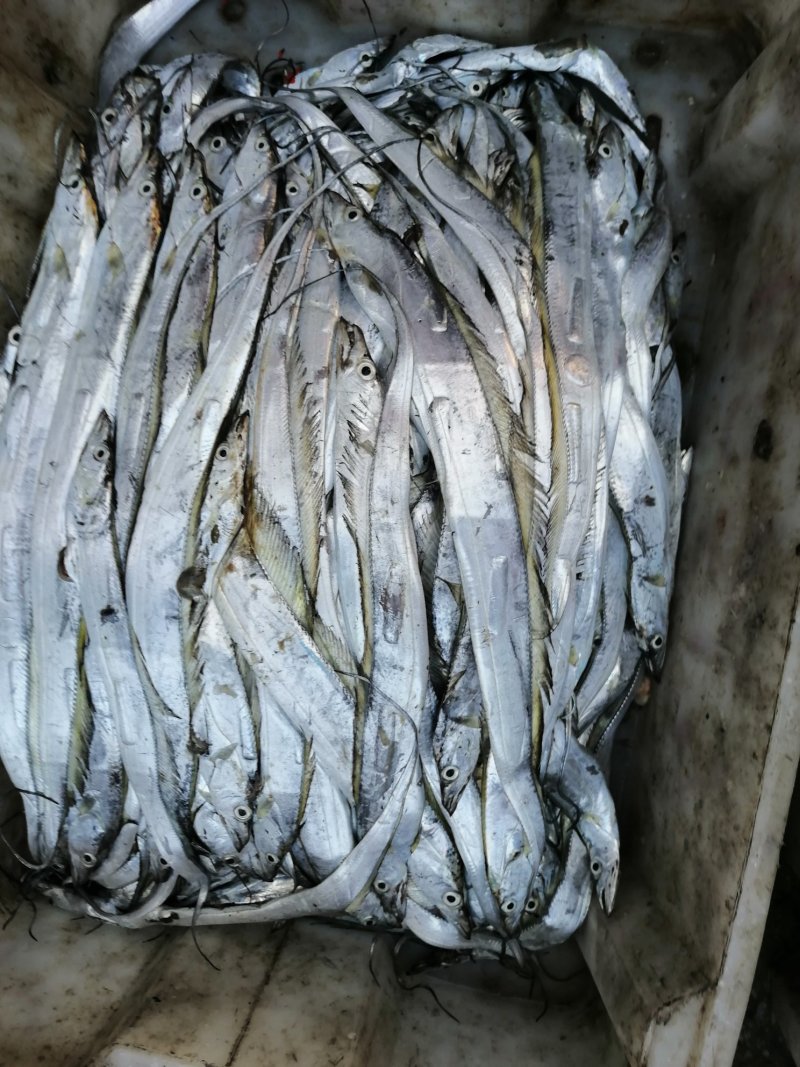 本地东海A带鲜度好一斤以下规格齐全