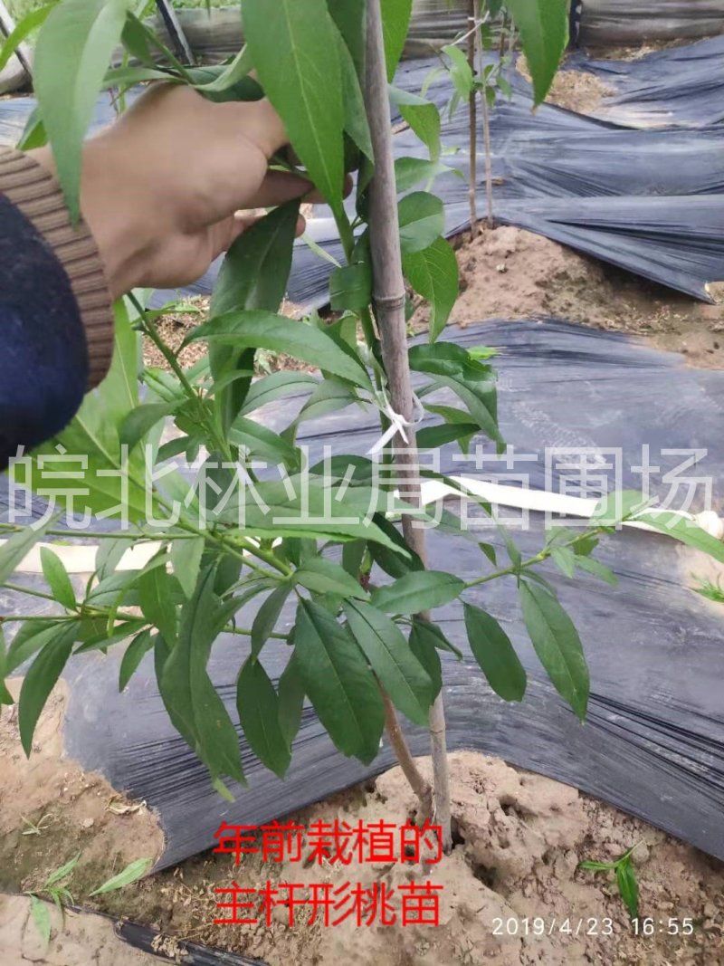 【聚便宜】黄金密0号，新品种，6月初成熟，黄肉硬质桃