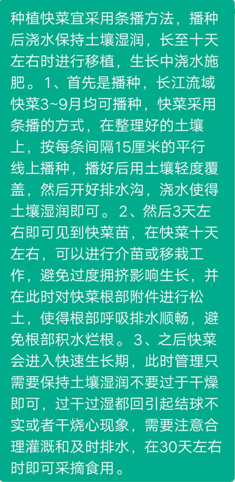 536早熟快菜种子原装100克