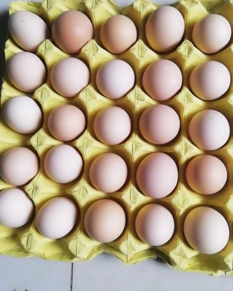 农三小码蛋柴鸡蛋土鸡蛋