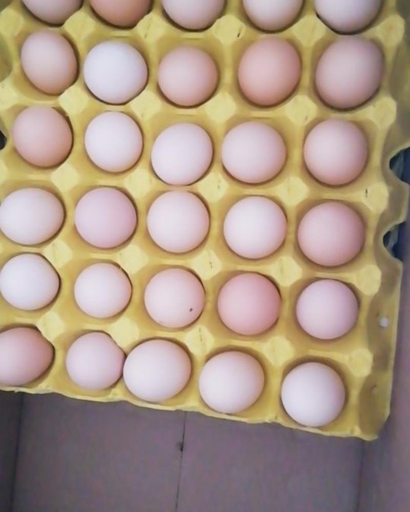 农三小码蛋柴鸡蛋土鸡蛋