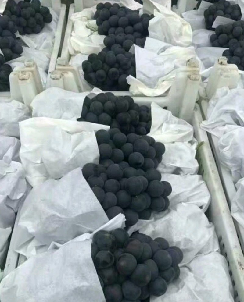 摩尔多瓦葡萄苗葡萄苗《丰泰苗木》质壮苗纯专业技术