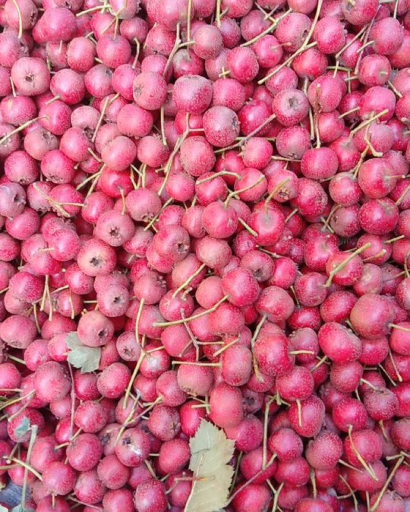 山东大金星山楂大量上市手摘果现摘现卖，量大‘从优欢迎你电