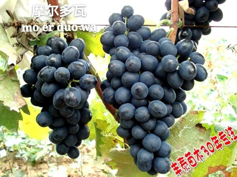 摩尔多瓦葡萄苗葡萄苗《丰泰苗木》质壮苗纯专业技术