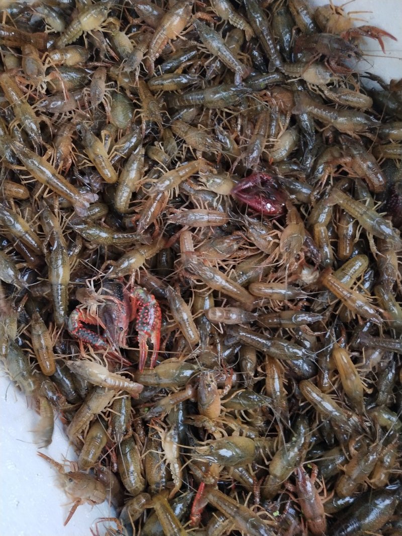龙虾种虾，虾苗出售