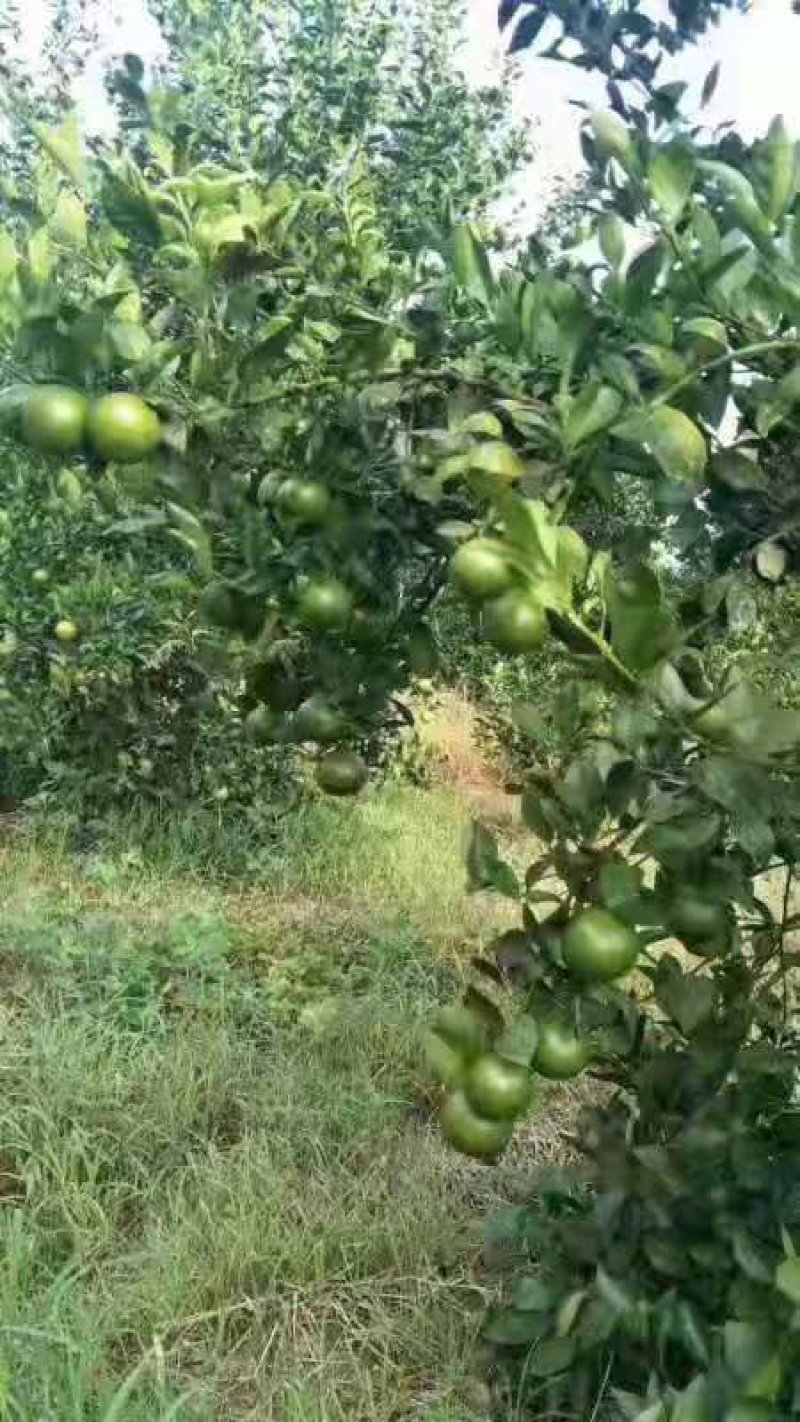 广西平南优质皇帝柑百亩种植园等你到来，我们有专业的服务队