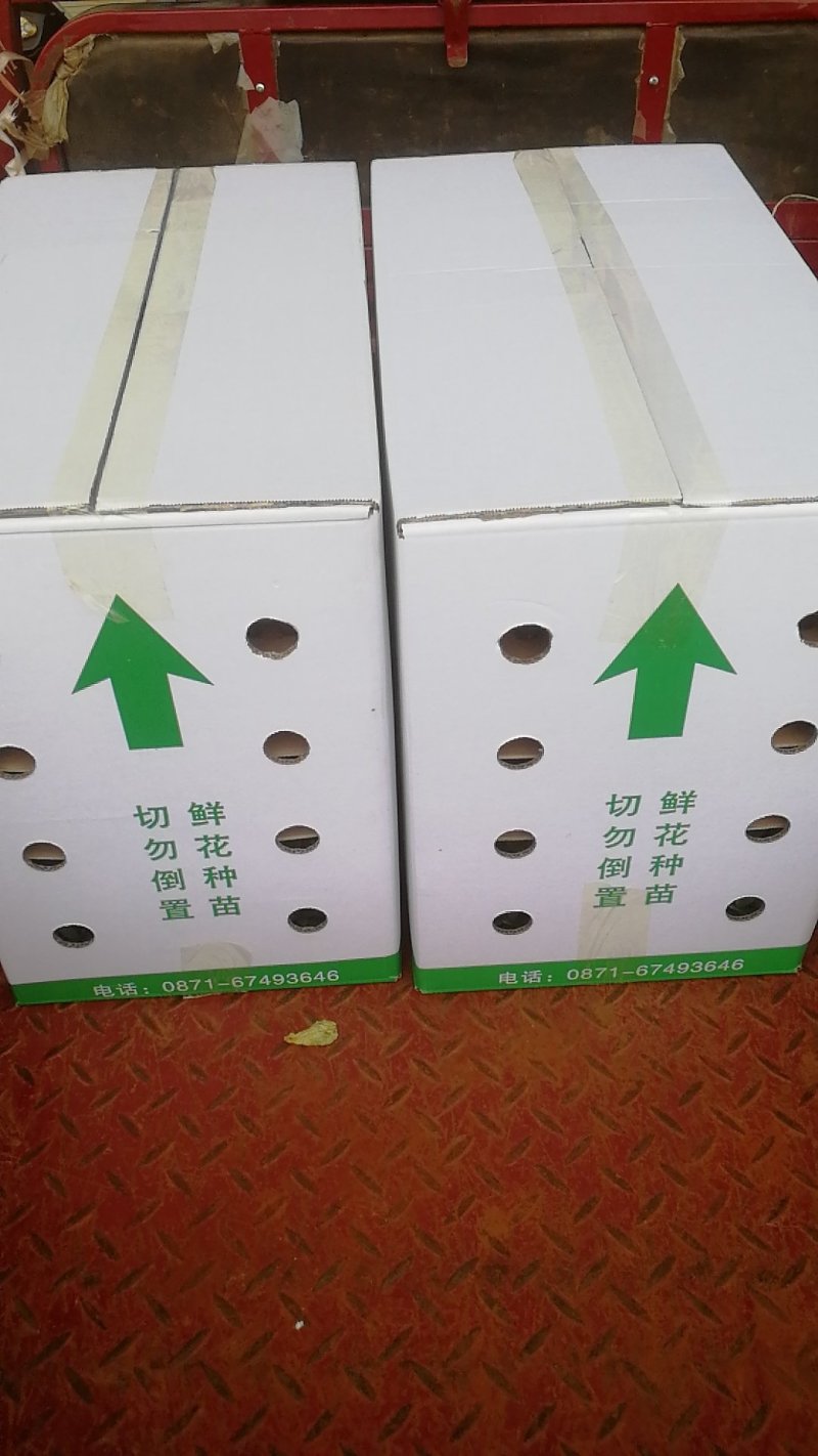 洋桔梗种苗基地批发易存活庭院盆栽花卉四季常开一手货源