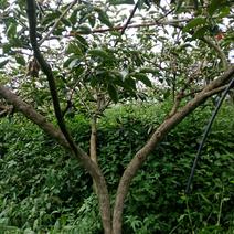 两百亩地径6一10公分甜柿子树处理低分枝！