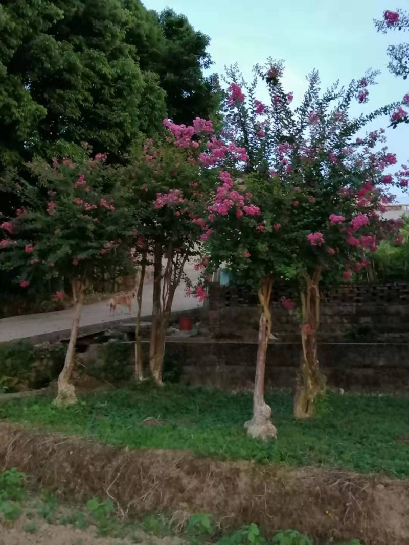 野生玫瑰红紫薇树，产地：广东梅州