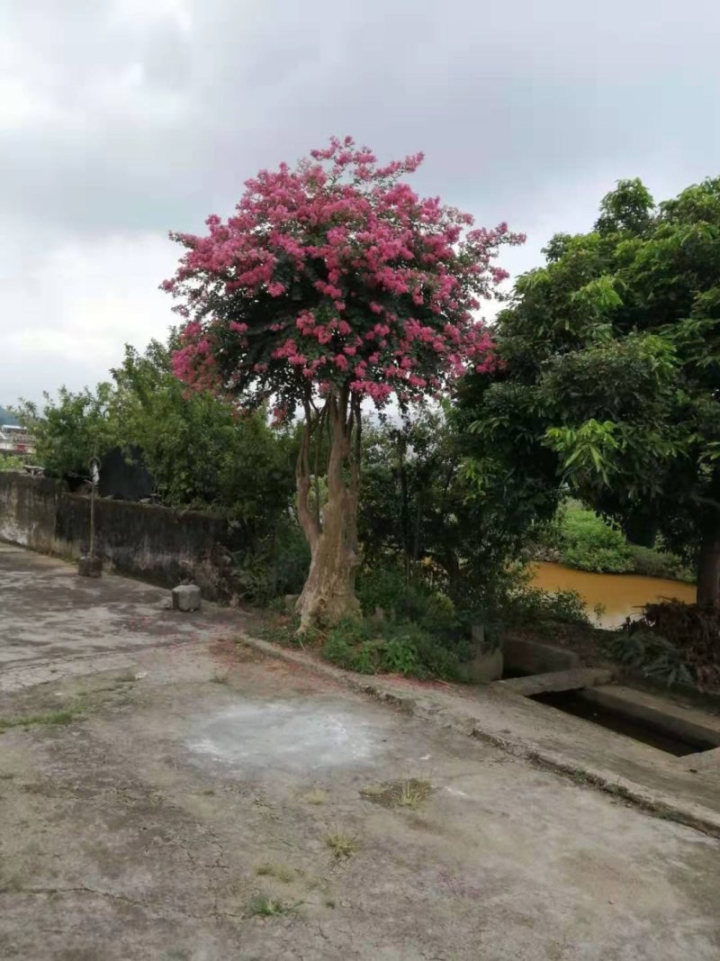 野生玫瑰红紫薇树，产地：广东梅州
