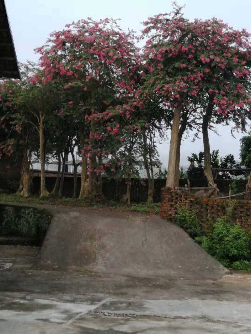 野生玫瑰红紫薇树，产地：广东梅州