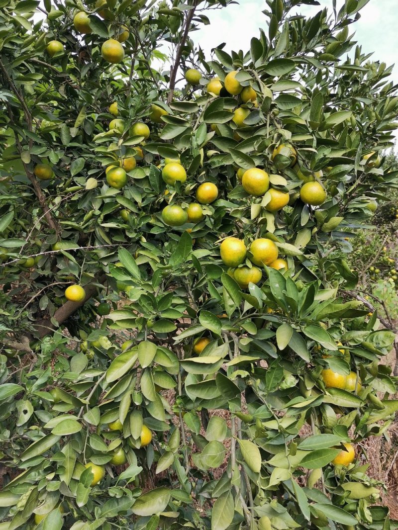 丹江口市武当蜜橘每年9—12月成熟上市期，自家种植果园直