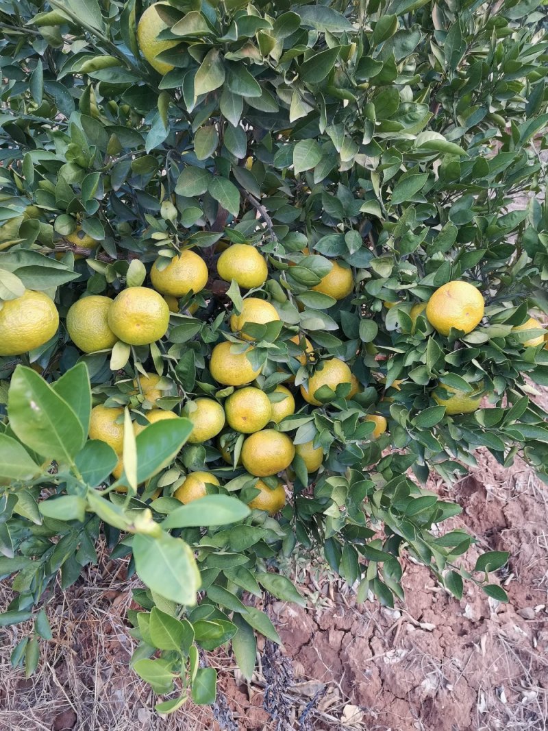 丹江口市武当蜜橘每年9—12月成熟上市期，自家种植果园直