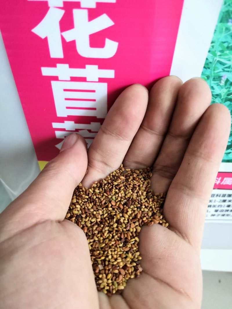 紫花苜蓿草种子多年生四季牧草种子纯进口种籽鸡鸭鹅牛马羊