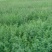 紫花苜蓿草种子多年生四季牧草种子纯进口种籽鸡鸭鹅牛马羊