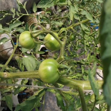 自然授粉高口感番茄