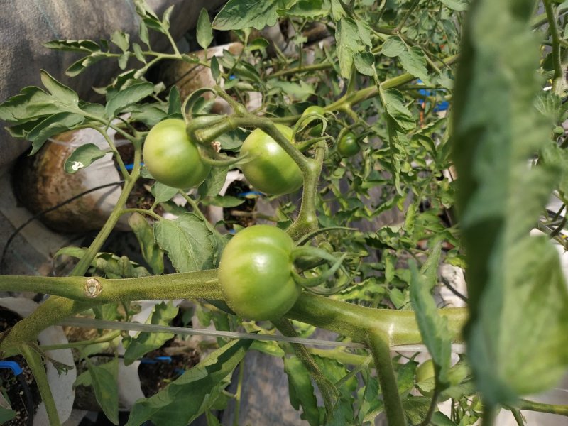 自然授粉高口感番茄