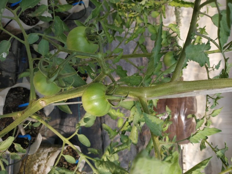 自然授粉高口感番茄