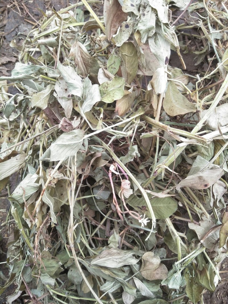 花生秧