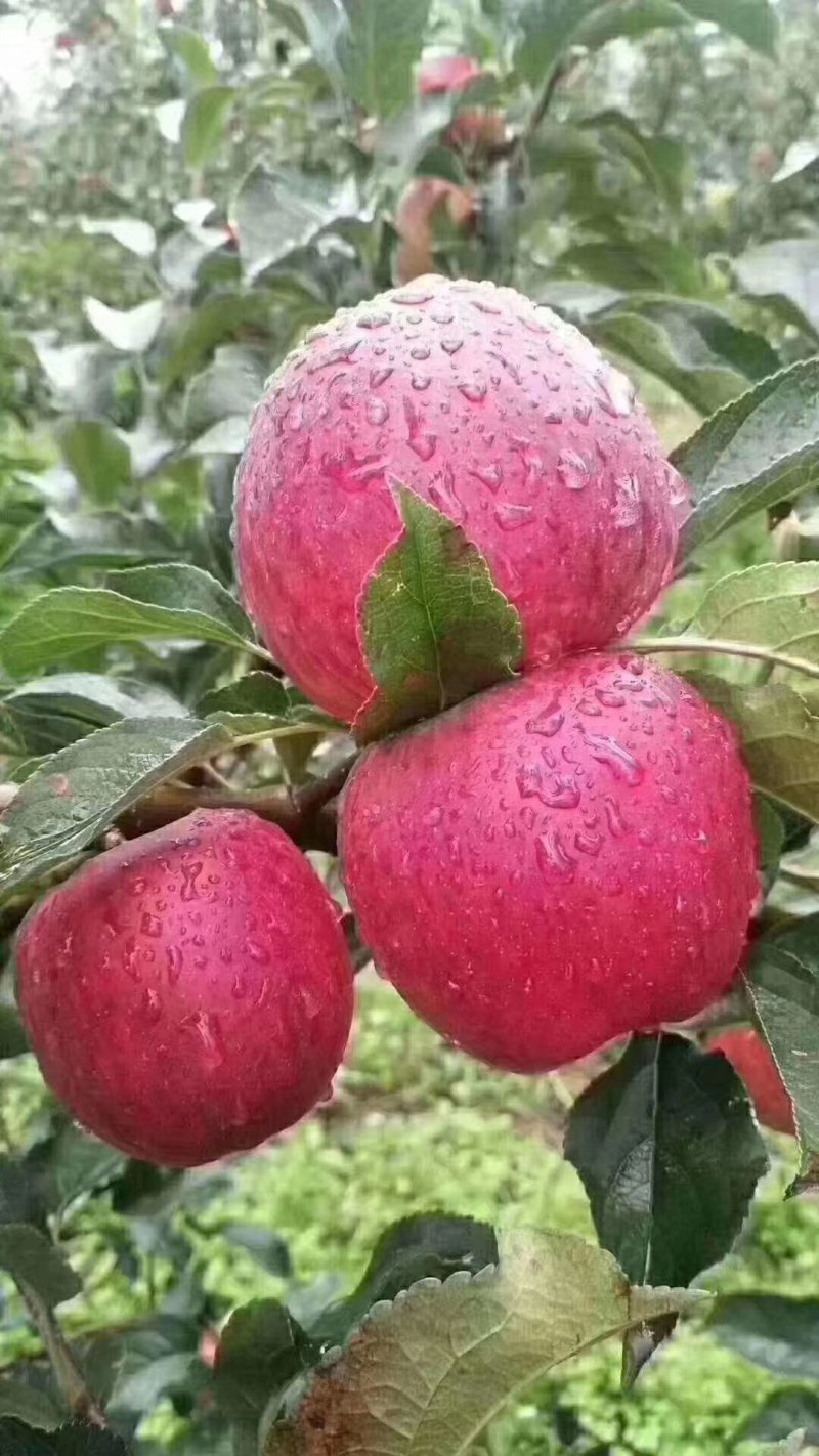 昭通丑苹果