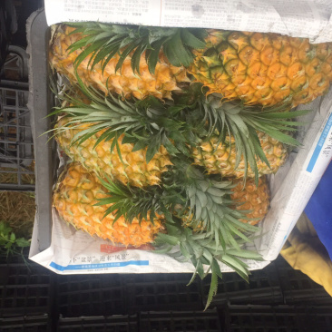 代办各种规格徐闻优质菠萝，有需要的客户请联系我