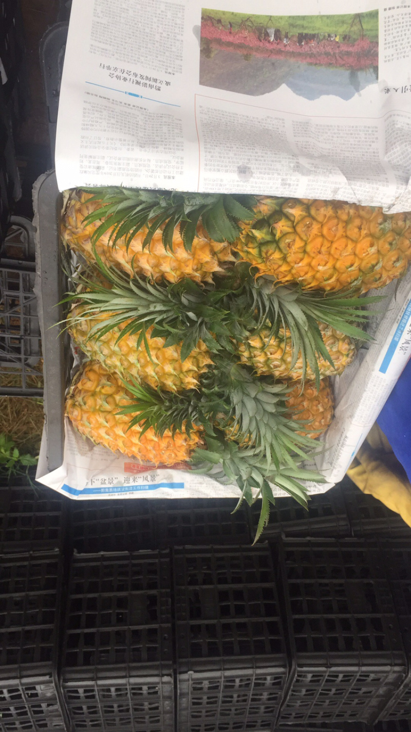 代办各种规格徐闻优质菠萝，有需要的客户请联系我