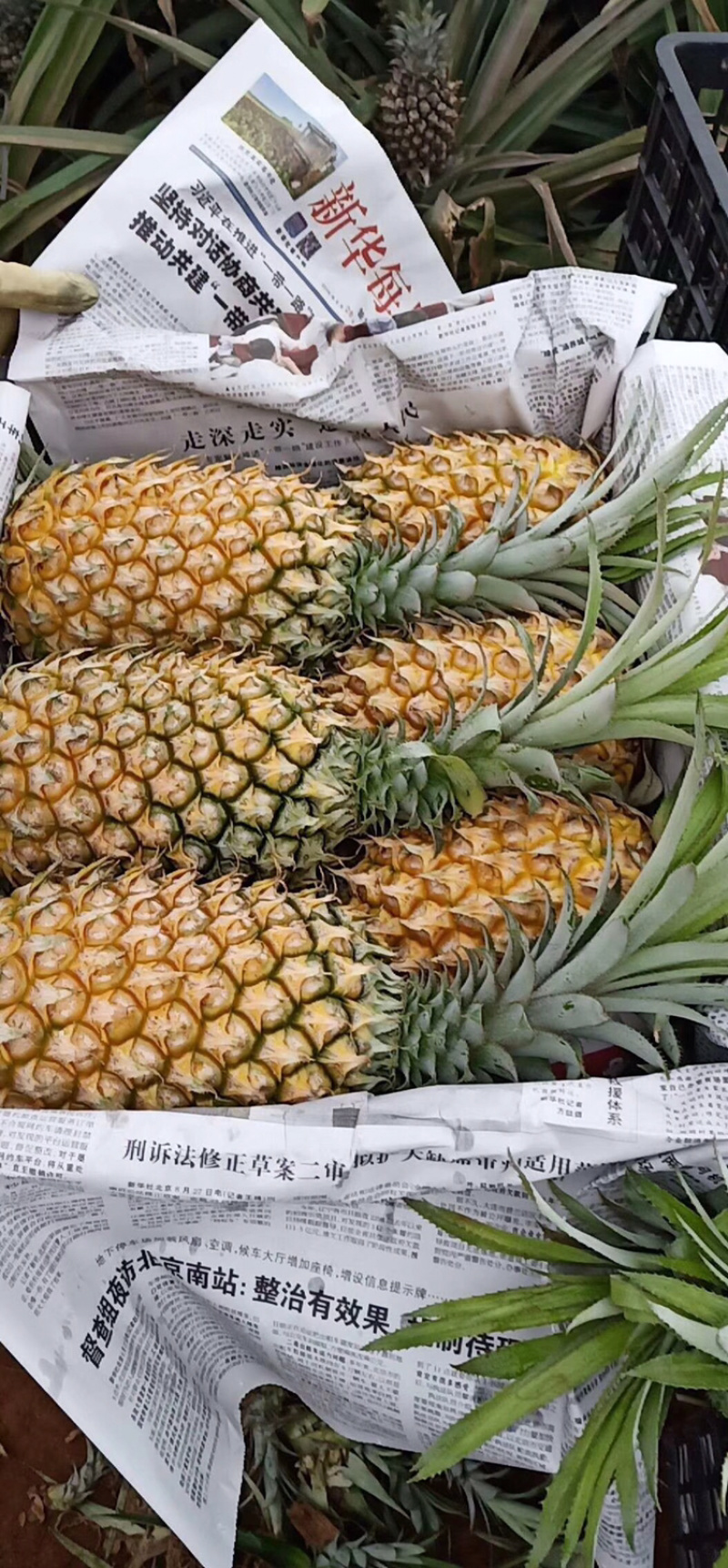代办各种规格徐闻优质菠萝，有需要的客户请联系我