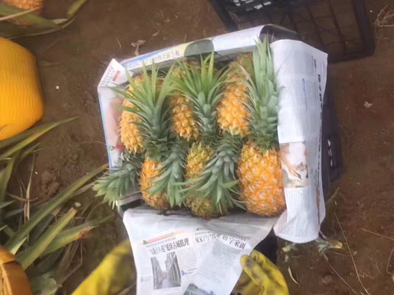 代办各种规格徐闻优质菠萝，有需要的客户请联系我
