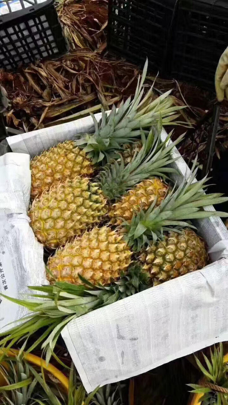 代办各种规格徐闻优质菠萝，有需要的客户请联系我