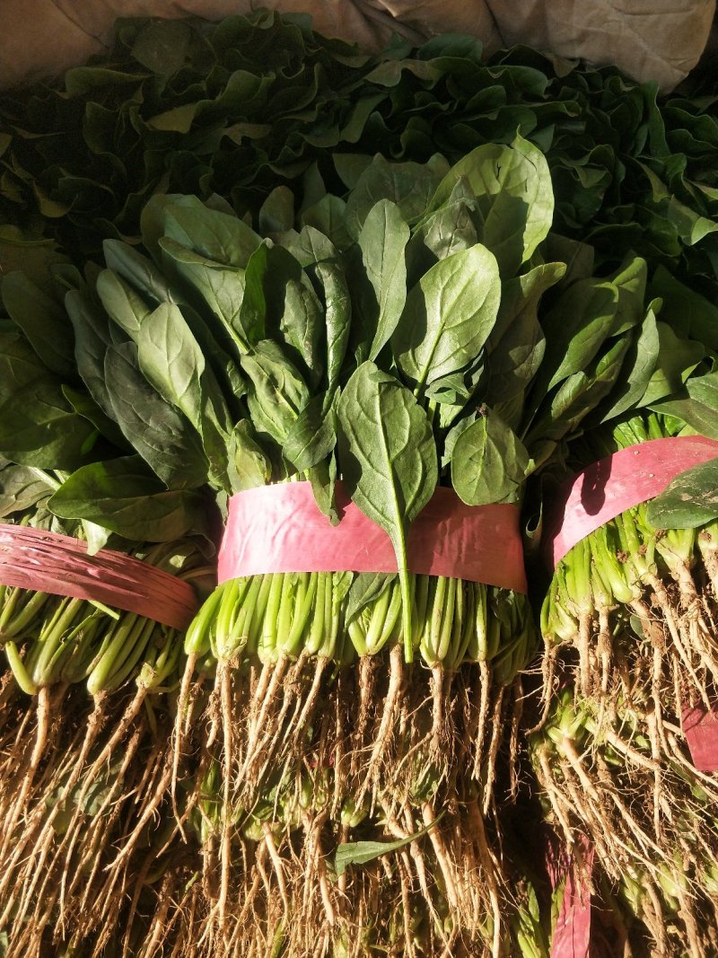 菠菜河北菠菜大量上市品质保证货源充足欢迎来电采购