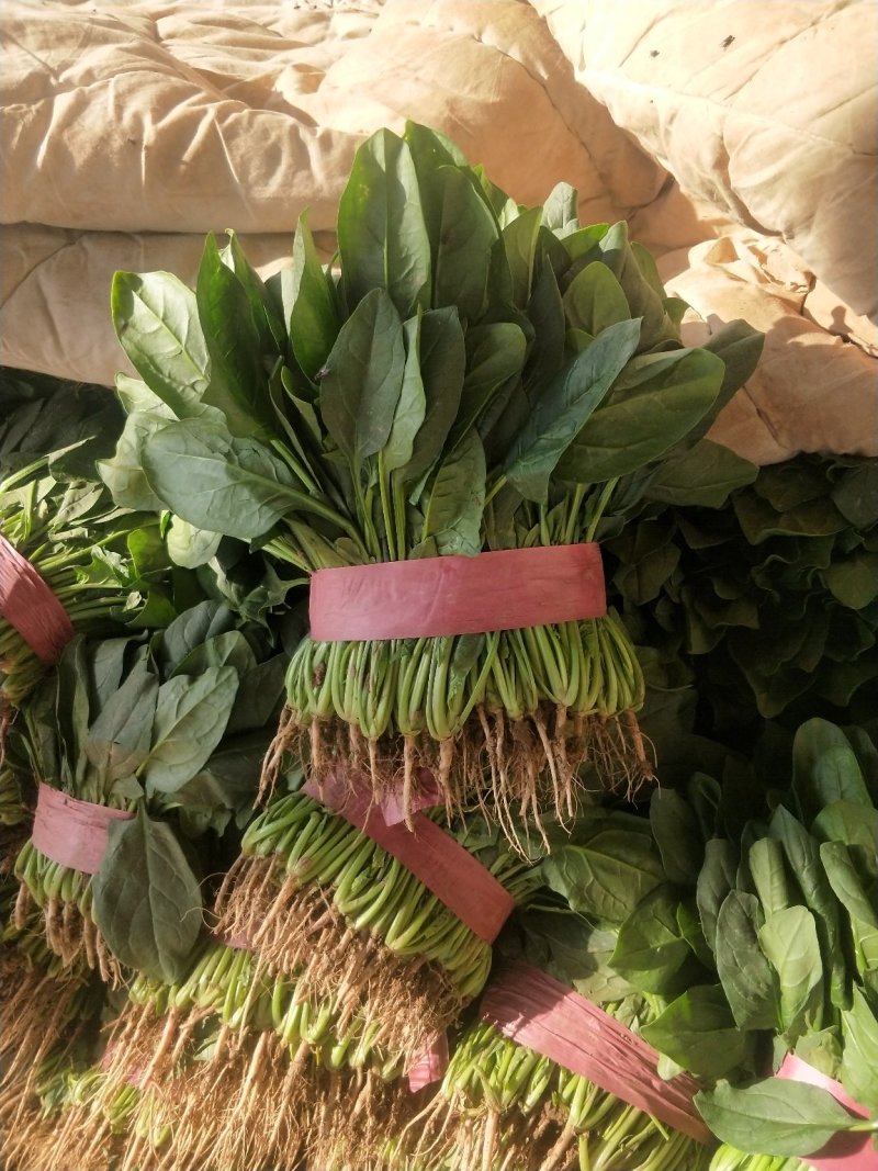菠菜河北菠菜大量上市品质保证货源充足欢迎来电采购
